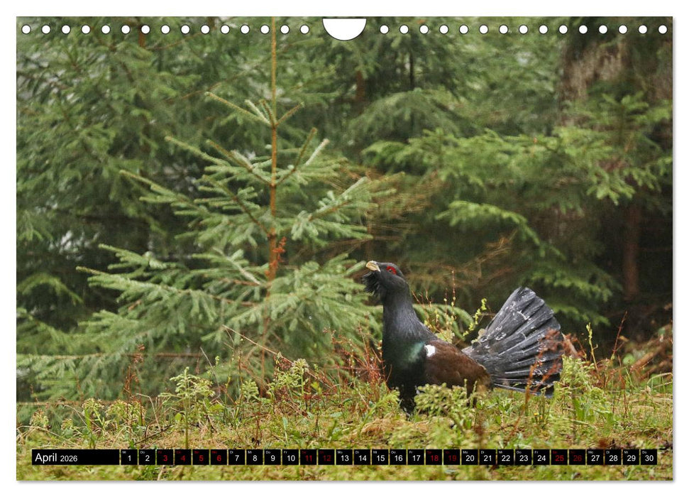 Der Auerhahn - Szenen einer Balz (CALVENDO Wandkalender 2026)