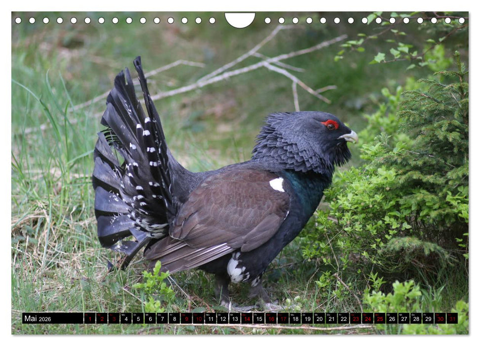 Der Auerhahn - Szenen einer Balz (CALVENDO Wandkalender 2026)