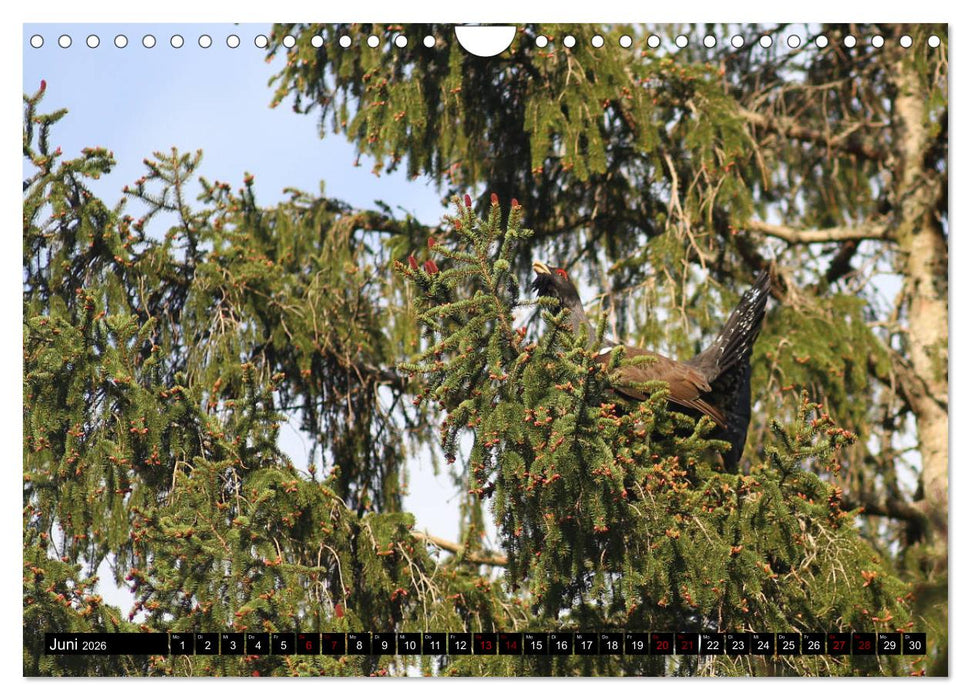 Der Auerhahn - Szenen einer Balz (CALVENDO Wandkalender 2026)
