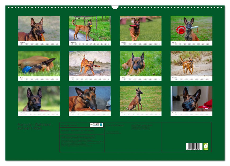 Malinois - Wahnsinn auf vier Pfoten (CALVENDO Wandkalender 2026)