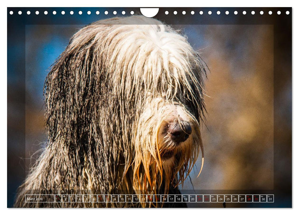 Bearded Collie, mein Freund (CALVENDO Wandkalender 2026)