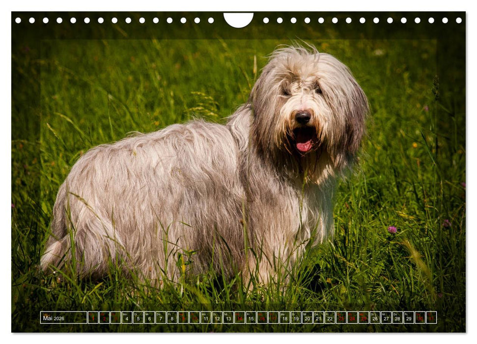Bearded Collie, mein Freund (CALVENDO Wandkalender 2026)