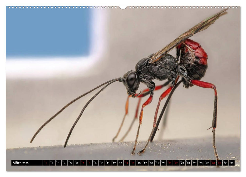 Faszination Makrofotografie: Wespen und Bienen (CALVENDO Wandkalender 2026)