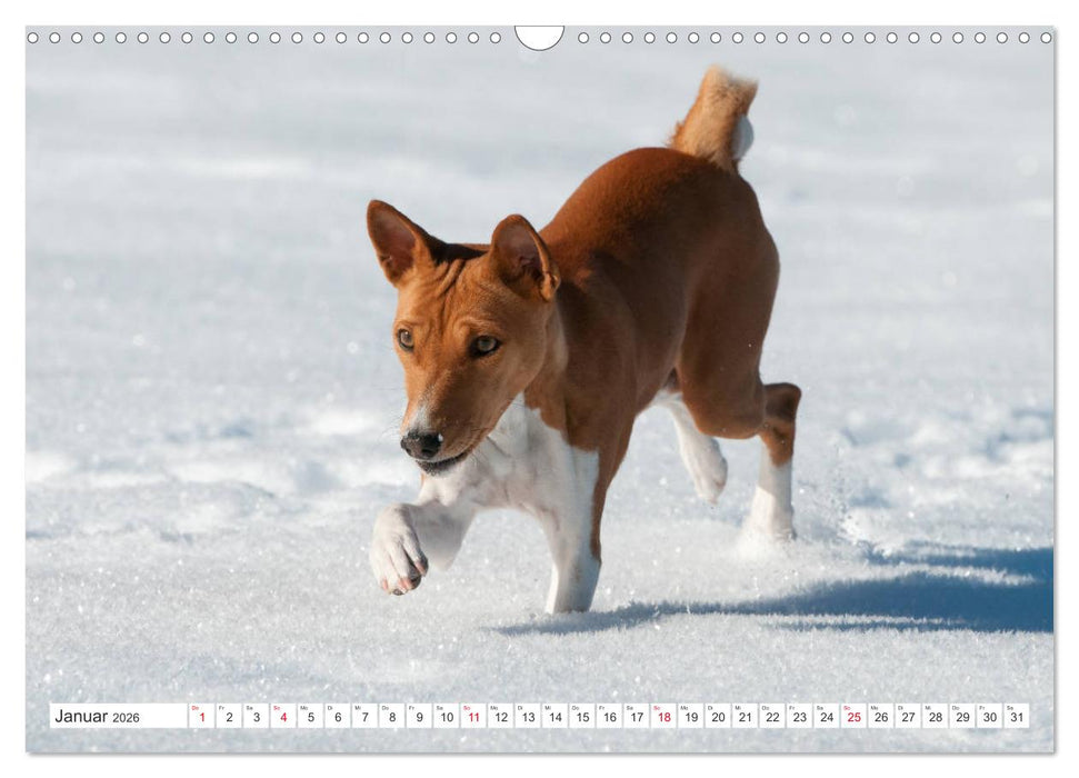 Faszinierende Basenjis (CALVENDO Wandkalender 2026)