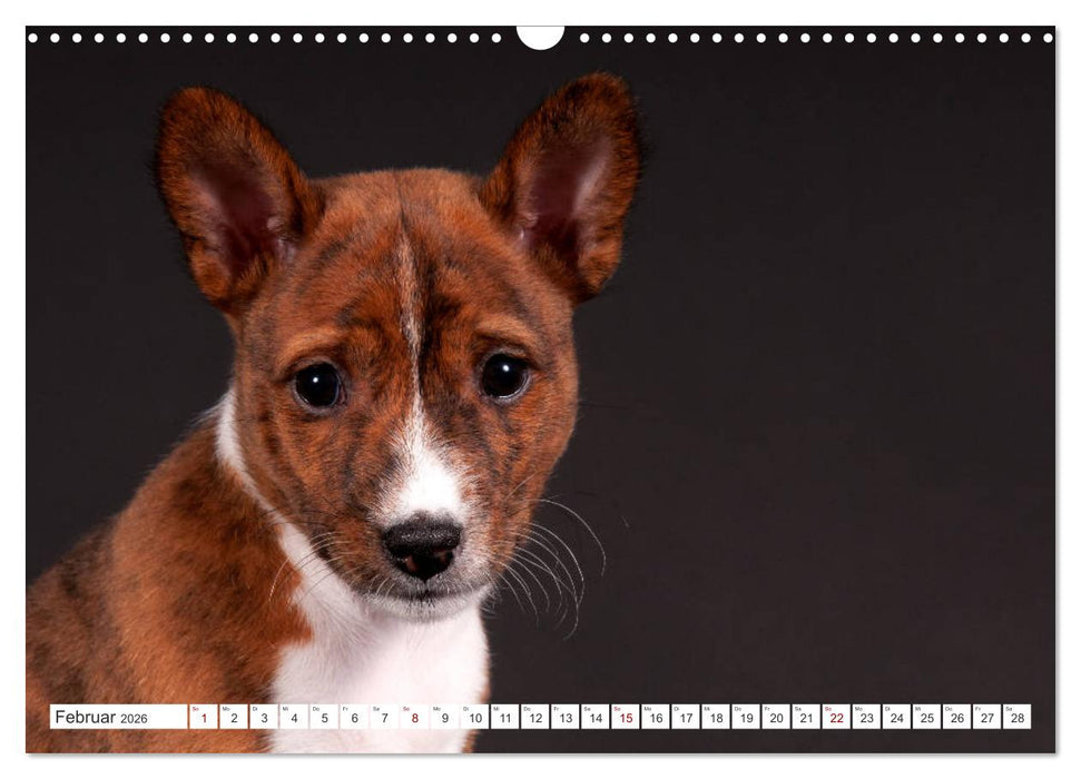 Faszinierende Basenjis (CALVENDO Wandkalender 2026)