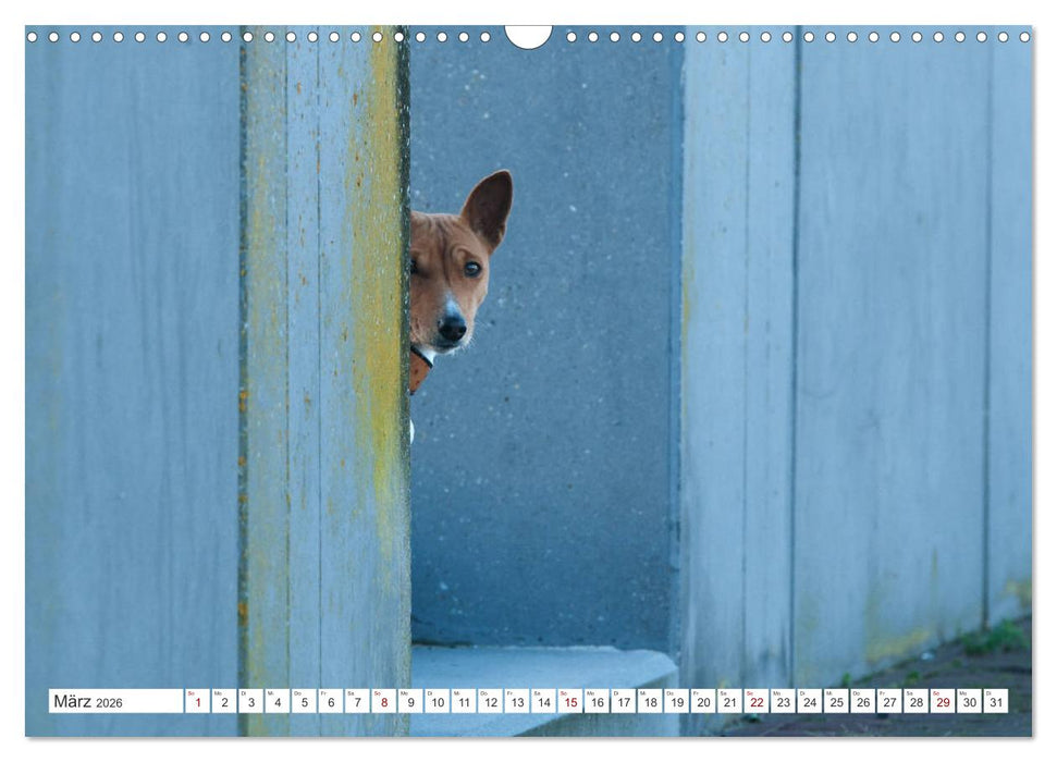 Faszinierende Basenjis (CALVENDO Wandkalender 2026)