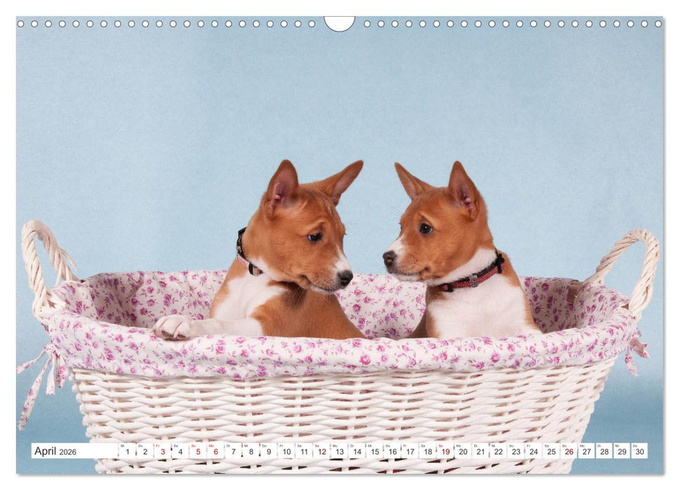 Faszinierende Basenjis (CALVENDO Wandkalender 2026)