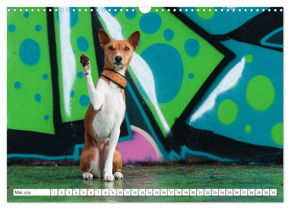 Faszinierende Basenjis (CALVENDO Wandkalender 2026)