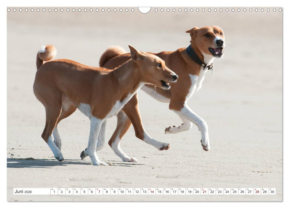 Faszinierende Basenjis (CALVENDO Wandkalender 2026)