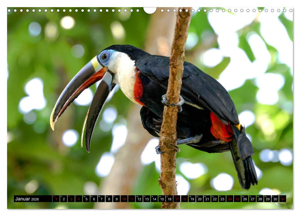 Amazonas - Faszination Regenwald (CALVENDO Wandkalender 2026)