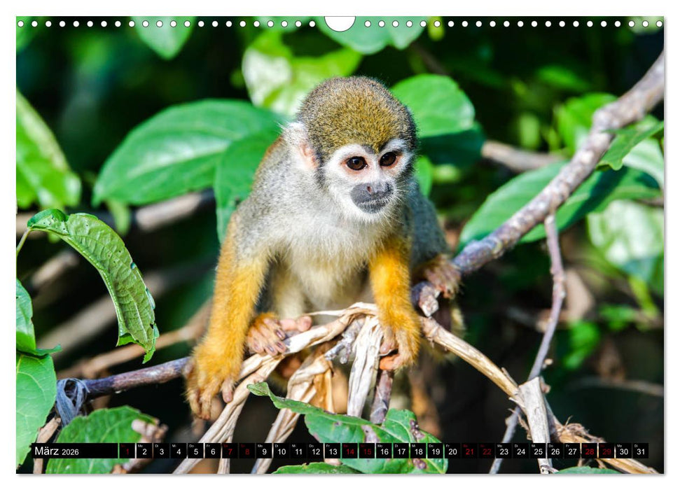 Amazonas - Faszination Regenwald (CALVENDO Wandkalender 2026)
