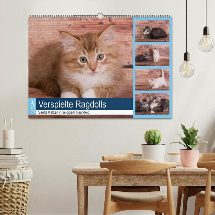Verspielte Ragdolls -
Sanfte Katzen in seidigem Haarkleid (CALVENDO Wandkalender 2026)
