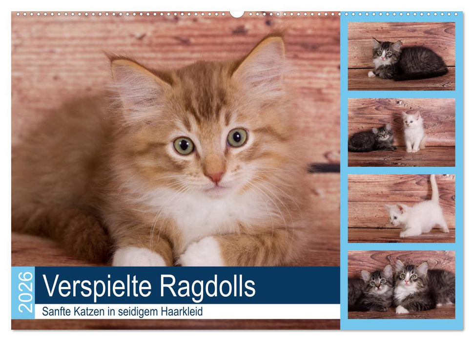 Verspielte Ragdolls -
Sanfte Katzen in seidigem Haarkleid (CALVENDO Wandkalender 2026)