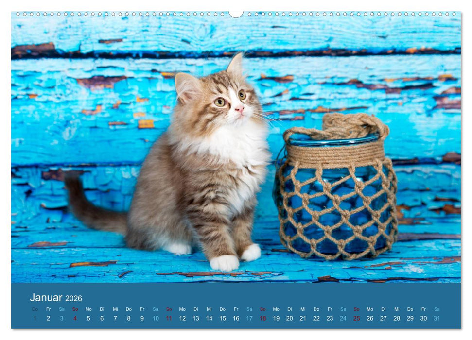 Verspielte Ragdolls -
Sanfte Katzen in seidigem Haarkleid (CALVENDO Wandkalender 2026)