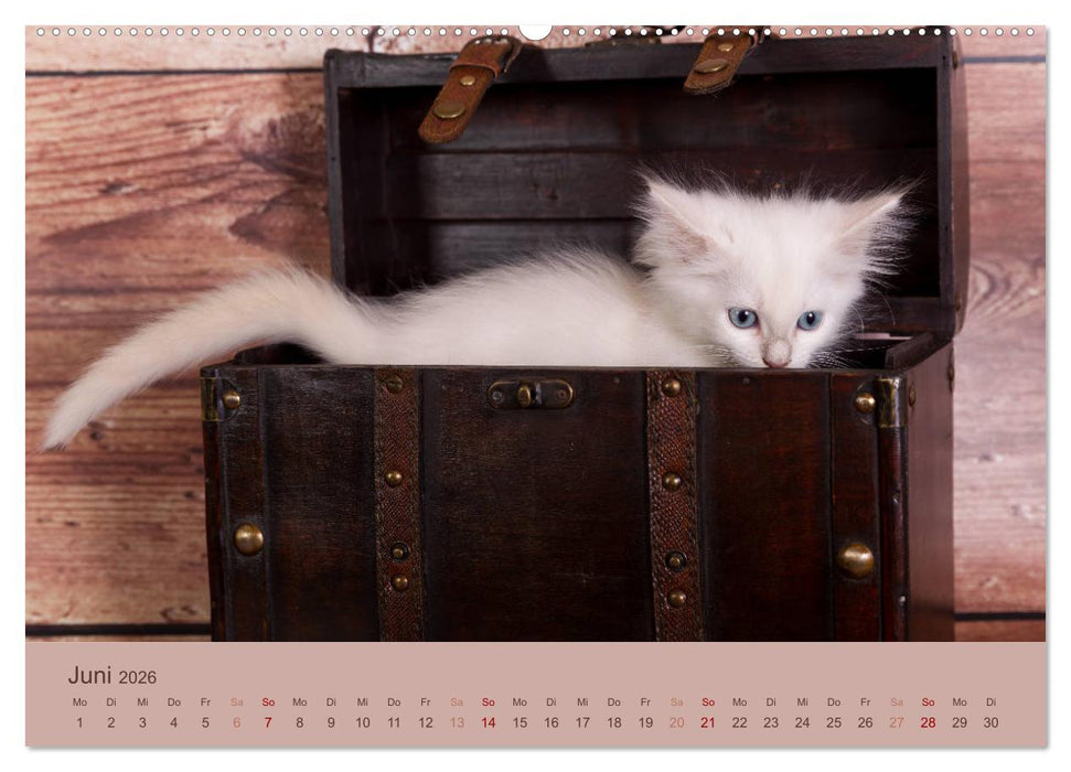 Verspielte Ragdolls -
Sanfte Katzen in seidigem Haarkleid (CALVENDO Wandkalender 2026)