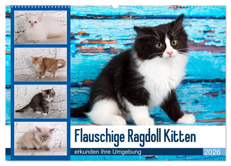 Flauschige Ragdoll Kitten (CALVENDO Wandkalender 2026)