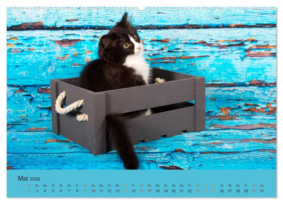 Flauschige Ragdoll Kitten (CALVENDO Wandkalender 2026)