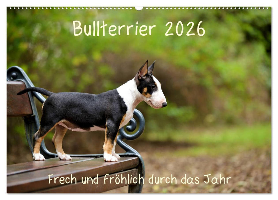 Bullterrier 2026 Frech und fröhlich durch das Jahr (CALVENDO Wandkalender 2026)