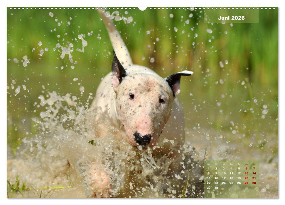 Bullterrier 2026 Frech und fröhlich durch das Jahr (CALVENDO Wandkalender 2026)