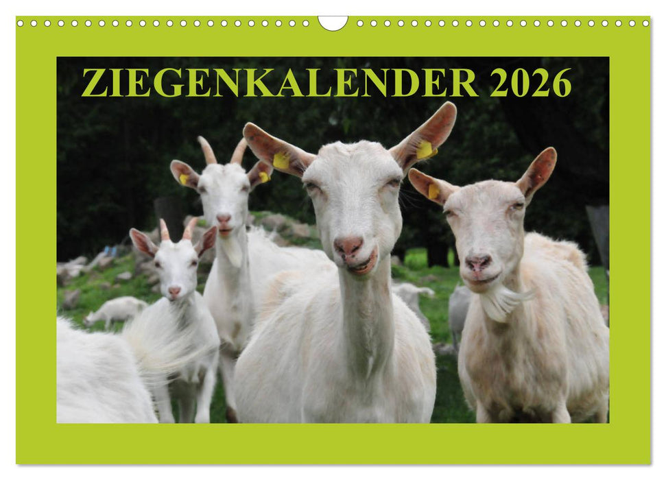 Ziegenkalender 2026 (CALVENDO Wandkalender 2026)