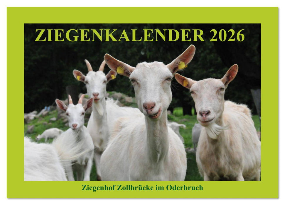 Ziegenkalender 2026 (CALVENDO Wandkalender 2026)
