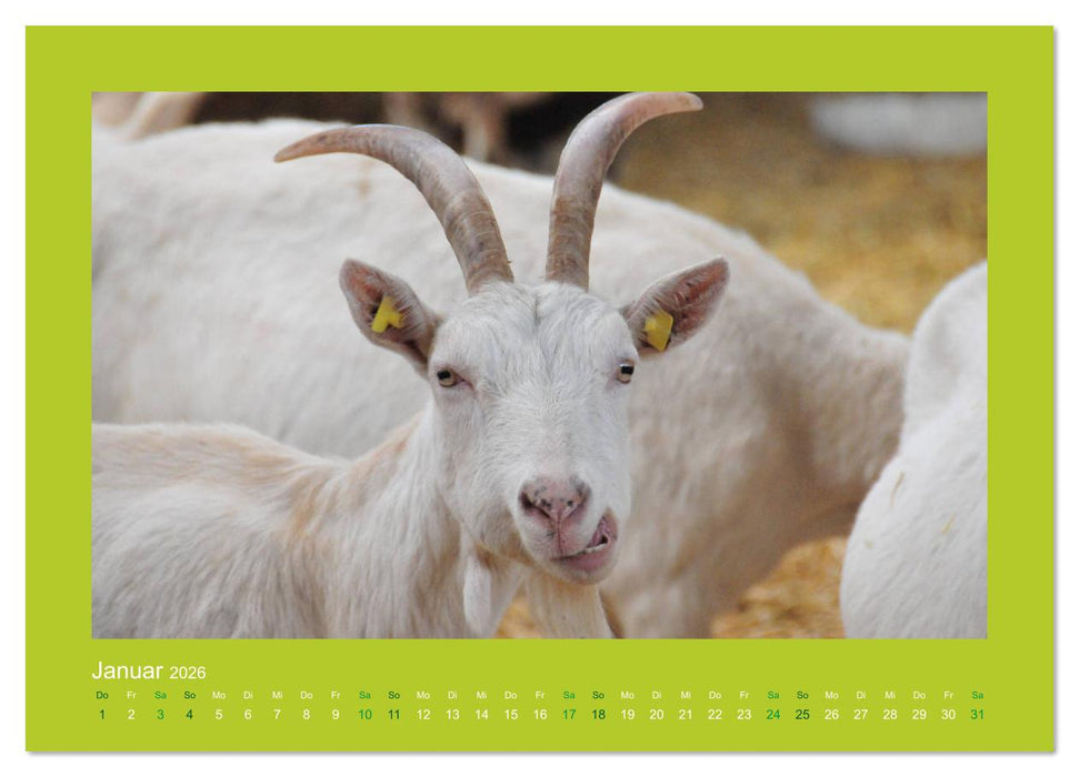 Ziegenkalender 2026 (CALVENDO Wandkalender 2026)