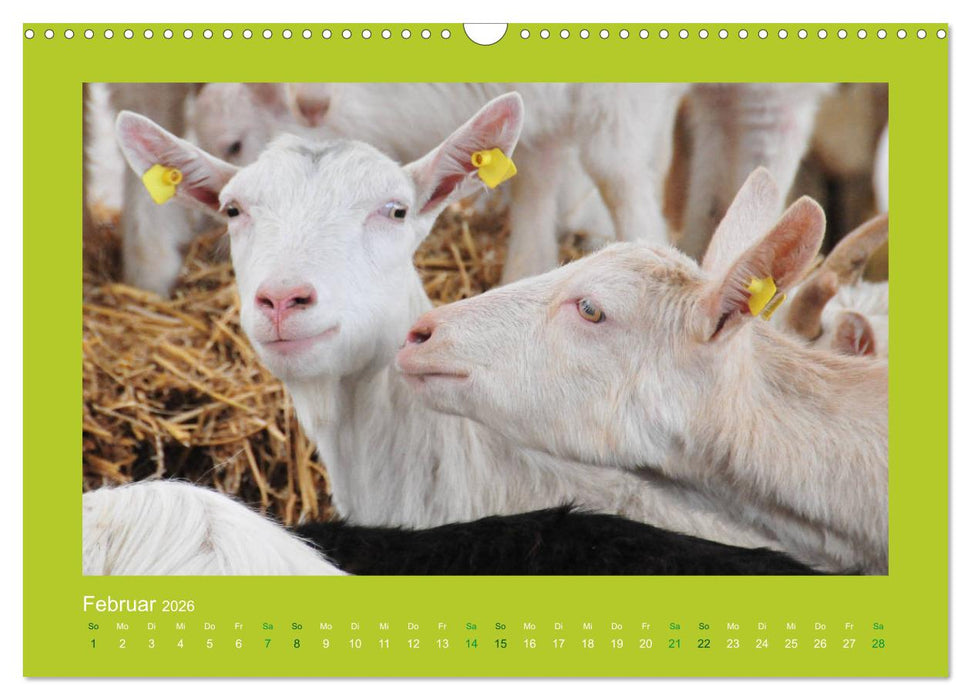 Ziegenkalender 2026 (CALVENDO Wandkalender 2026)