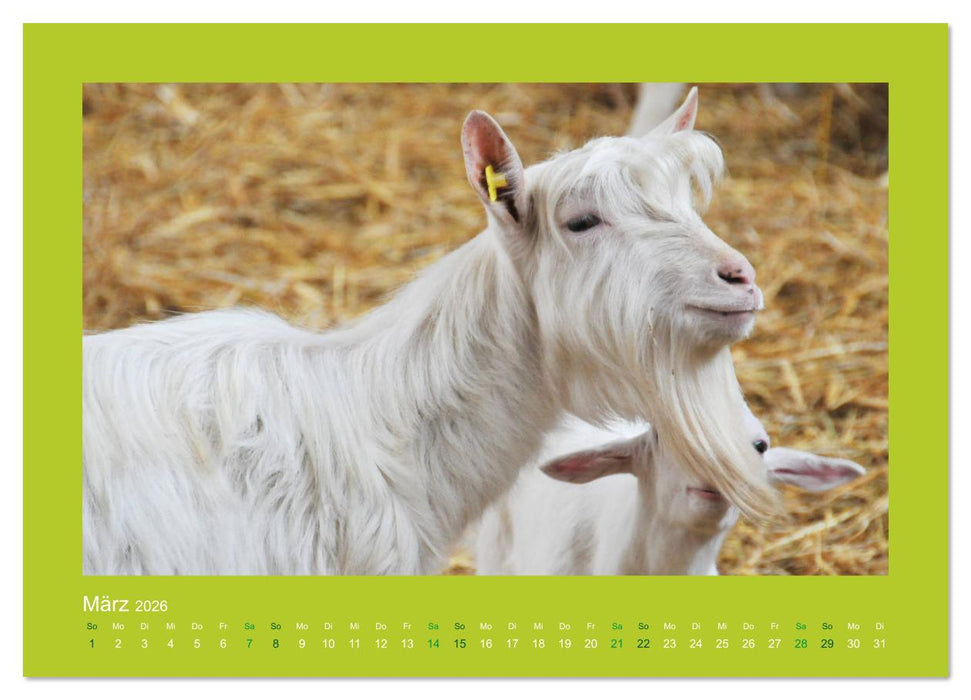 Ziegenkalender 2026 (CALVENDO Wandkalender 2026)