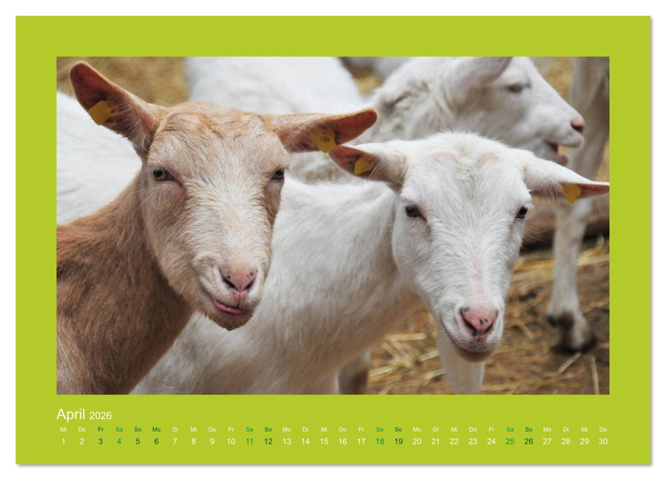 Ziegenkalender 2026 (CALVENDO Wandkalender 2026)