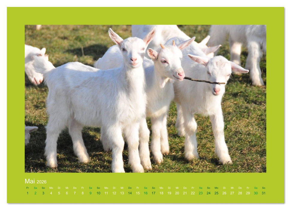Ziegenkalender 2026 (CALVENDO Wandkalender 2026)