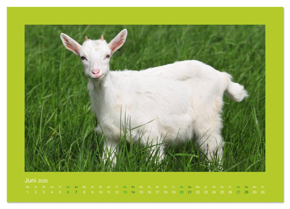 Ziegenkalender 2026 (CALVENDO Wandkalender 2026)