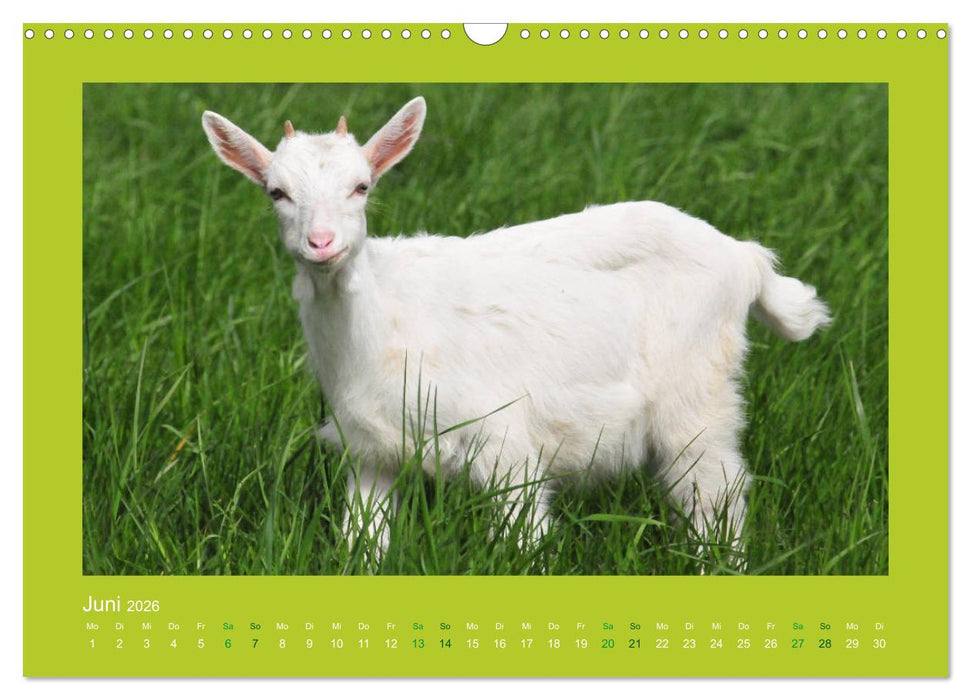Ziegenkalender 2026 (CALVENDO Wandkalender 2026)