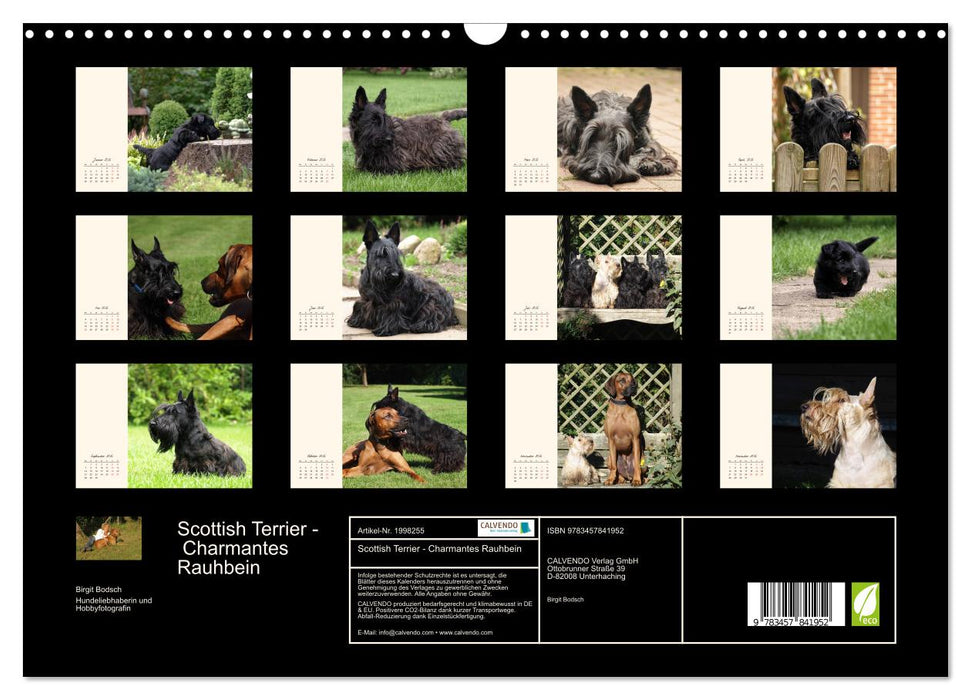 Scottish Terrier - Charmantes Rauhbein (CALVENDO Wandkalender 2026)