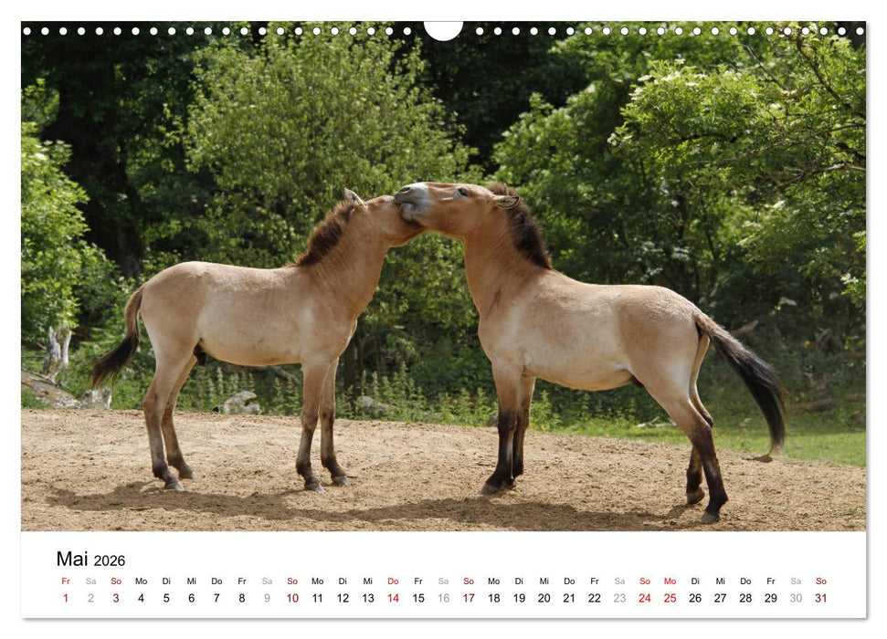 Faszination Przewalski-Pferde (CALVENDO Wandkalender 2026)
