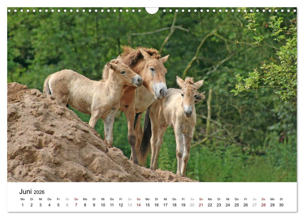 Faszination Przewalski-Pferde (CALVENDO Wandkalender 2026)