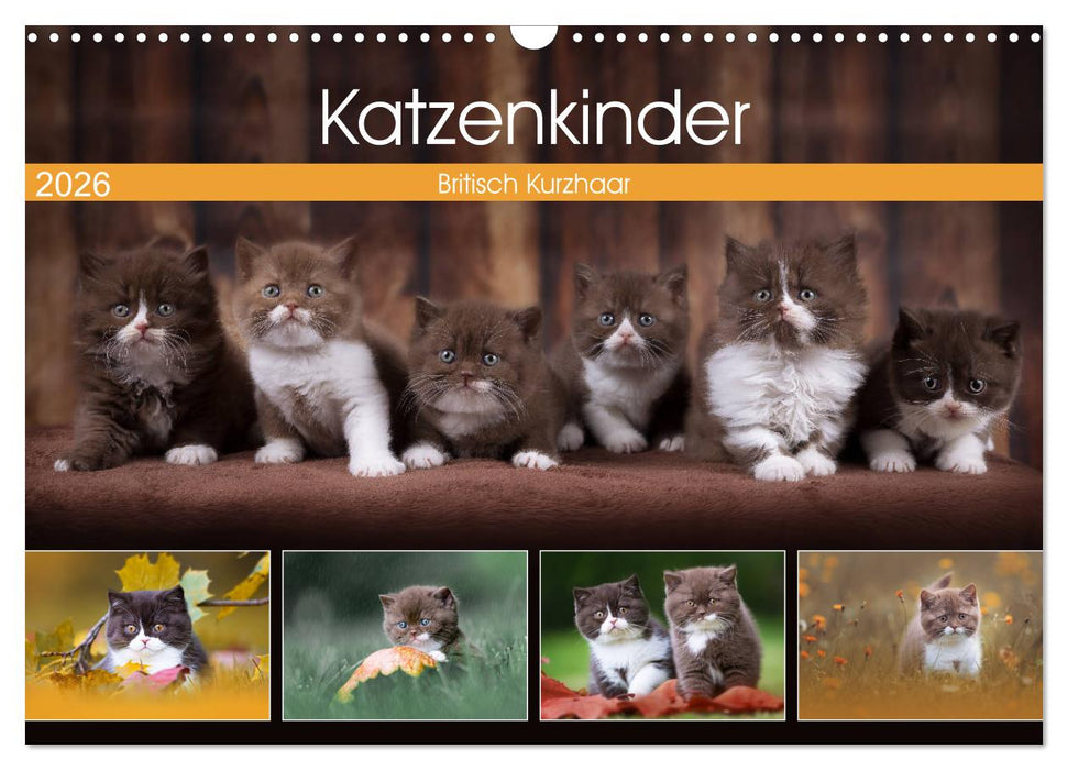 Katzenkinder - Britisch Kurzhaar (CALVENDO Wandkalender 2026)