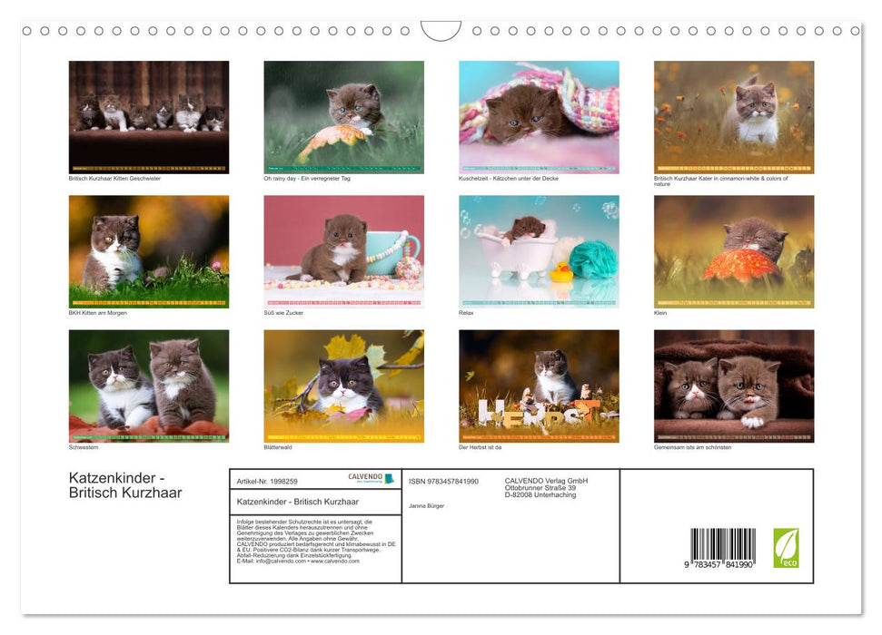 Katzenkinder - Britisch Kurzhaar (CALVENDO Wandkalender 2026)