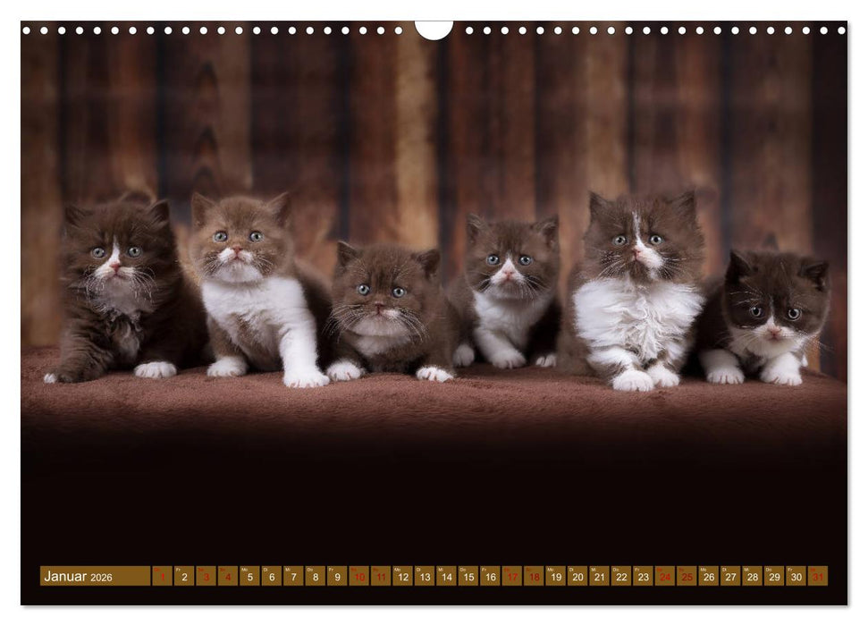 Katzenkinder - Britisch Kurzhaar (CALVENDO Wandkalender 2026)