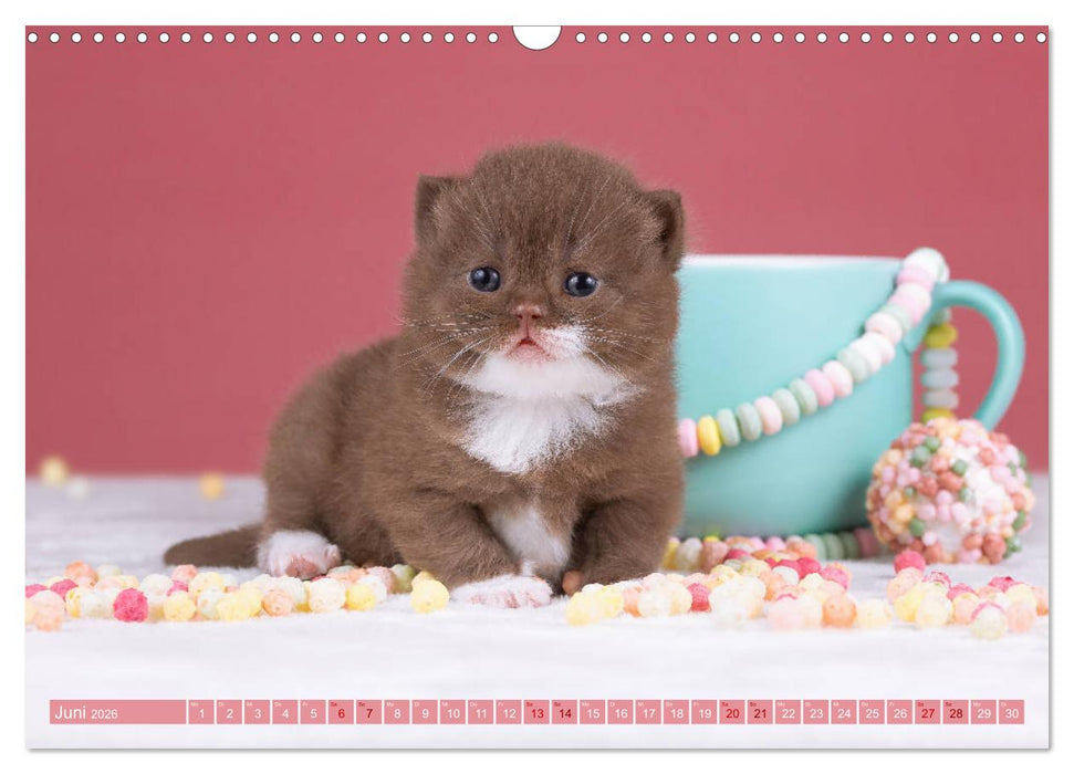 Katzenkinder - Britisch Kurzhaar (CALVENDO Wandkalender 2026)