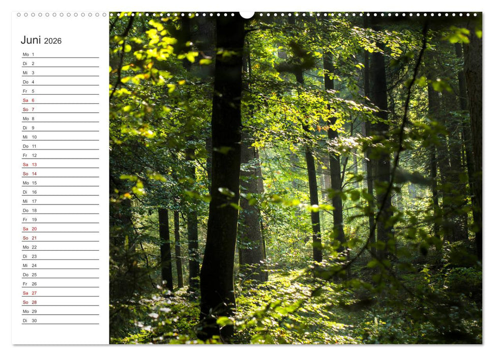 Worpswede - Naturschönheiten im Teufelsmoor (CALVENDO Wandkalender 2026)