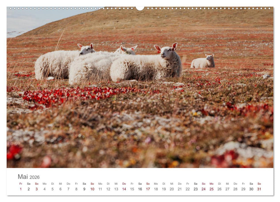 Schafe - Weich und wollig (CALVENDO Wandkalender 2026)