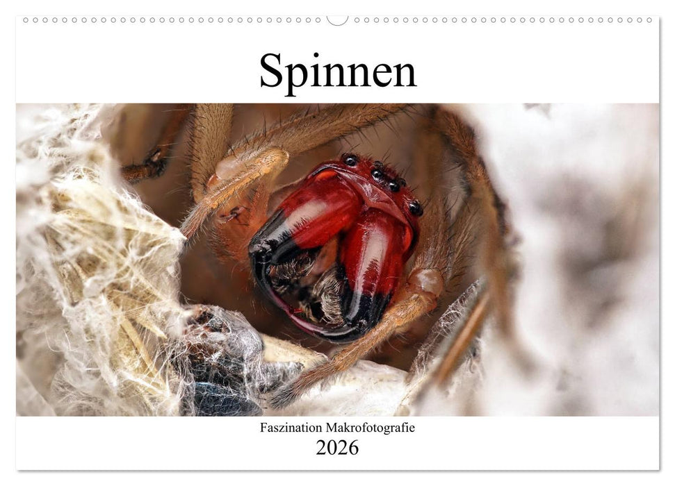 Faszination Makrofotografie: Spinnen (CALVENDO Wandkalender 2026)