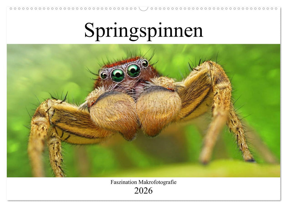 Faszination Makrofotografie: Springspinnen (CALVENDO Wandkalender 2026)