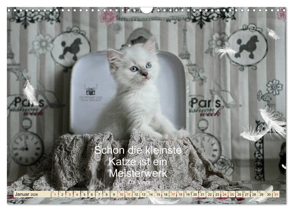 Samtpfoten Lebendige Poesie (CALVENDO Wandkalender 2026)