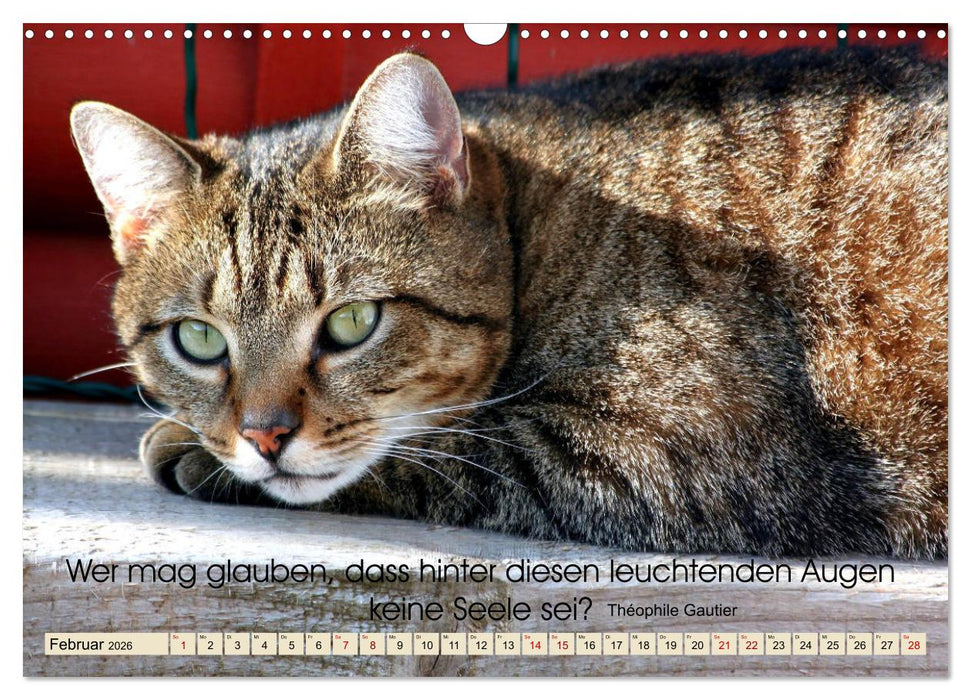 Samtpfoten Lebendige Poesie (CALVENDO Wandkalender 2026)