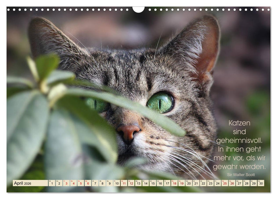 Samtpfoten Lebendige Poesie (CALVENDO Wandkalender 2026)