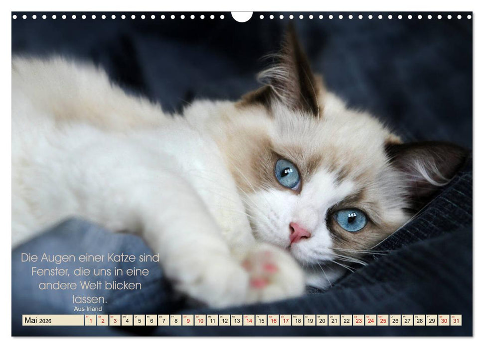 Samtpfoten Lebendige Poesie (CALVENDO Wandkalender 2026)