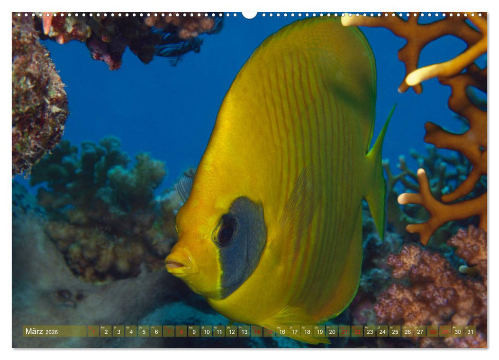 Bunte Vielfalt im Korallenriff (CALVENDO Wandkalender 2026)