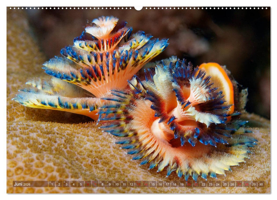 Bunte Vielfalt im Korallenriff (CALVENDO Wandkalender 2026)