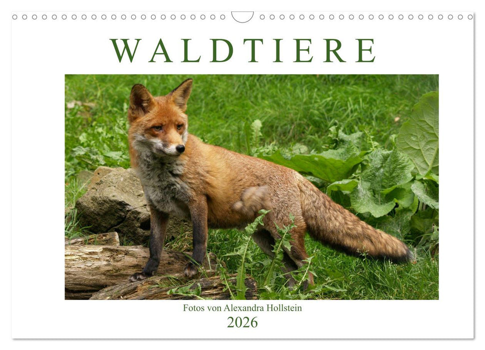 Waldtiere (CALVENDO Wandkalender 2026)